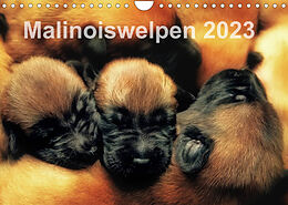 Kalender Malinoiswelpen 2023 (Wandkalender 2023 DIN A4 quer) von Susanne Schwarzer