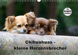 Kalender Chihuahuas - kleine Herzensbrecher (Wandkalender 2023 DIN A3 quer) von Verena Scholze