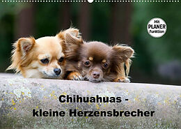 Kalender Chihuahuas - kleine Herzensbrecher (Wandkalender 2023 DIN A2 quer) von Verena Scholze