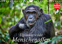 Kalender Ugandas wilde Menschenaffen (Wandkalender 2023 DIN A4 quer) von Jürgen Ritterbach