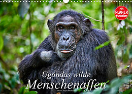 Kalender Ugandas wilde Menschenaffen (Wandkalender 2023 DIN A3 quer) von Jürgen Ritterbach