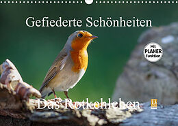 Kalender Gefiederte Schönheiten - Das Rotkehlchen / Planer (Wandkalender 2023 DIN A3 quer) von Rolf Pötsch
