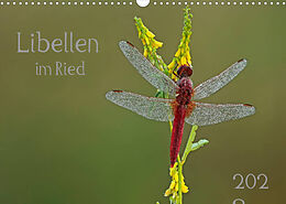 Kalender Libellen im Ried (Wandkalender 2023 DIN A3 quer) von Dorothea Oldani