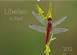 Kalender Libellen im Ried (Wandkalender 2023 DIN A2 quer) von Dorothea Oldani