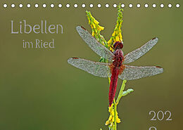 Kalender Libellen im Ried (Tischkalender 2023 DIN A5 quer) von Dorothea Oldani