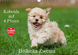 Kalender Kobolde auf 4 Pfoten - Bolonka Zwetna (Wandkalender 2023 DIN A3 quer) von Sigrid Starick