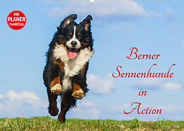 Kalender Berner Sennenhunde in Action (Wandkalender 2023 DIN A2 quer) von Sigrid Starick