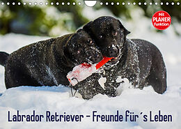 Kalender Labrador Retriever - Freunde für´s Leben (Wandkalender 2023 DIN A4 quer) von Sigrid Starick