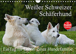 Kalender Weißer Schweizer Schäferhund - Ein Tag im Leben einer Hundefamilie (Wandkalender 2023 DIN A4 quer) von Sigrid Starick
