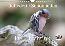 Kalender Gefiederte Schönheiten - Der Buchfink (Wandkalender 2023 DIN A4 quer) von Rolf Pötsch