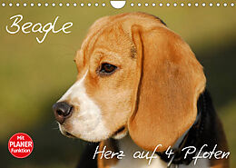 Kalender Beagle - Herz auf 4 Pfoten (Wandkalender 2023 DIN A4 quer) von Sigrid Starick