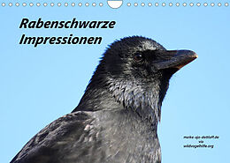 Kalender Rabenschwarze Impressionen - meike-ajo-dettlaff.de via wildvogelhlfe.org (Wandkalender 2023 DIN A4 quer) von Meike AJo. Dettlaff