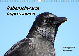 Kalender Rabenschwarze Impressionen - meike-ajo-dettlaff.de via wildvogelhlfe.org (Wandkalender 2023 DIN A3 quer) von Meike AJo. Dettlaff