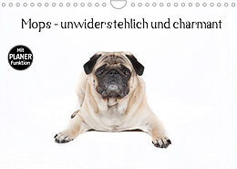 Kalender Mops - unwiderstehlich und charmant (Wandkalender 2023 DIN A4 quer) von Fotodesign Verena Scholze