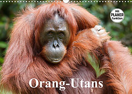 Kalender Orang-Utans (Wandkalender 2023 DIN A3 quer) von Elisabeth Stanzer