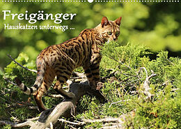 Kalender Freigänger - Hauskatzen unterwegs (Wandkalender 2023 DIN A2 quer) von Werner Schmäing