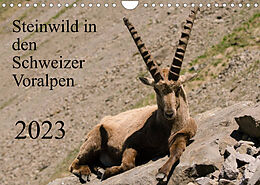 Kalender Steinwild in den Schweizer Voralpen (Wandkalender 2023 DIN A4 quer) von Norbert W. Saul