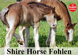 Kalender Shire Horse Fohlen (Wandkalender 2023 DIN A3 quer) von Elisabeth Stanzer