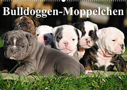 Kalender Bulldoggen-Moppelchen (Wandkalender 2023 DIN A2 quer) von Elisabeth Stanzer