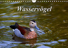 Kalender Wasservögel (Wandkalender 2023 DIN A4 quer) von Ursula Di Chito