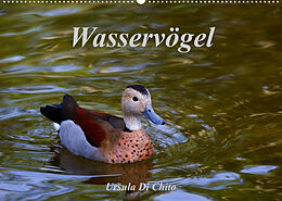 Kalender Wasservögel (Wandkalender 2023 DIN A2 quer) von Ursula Di Chito