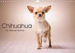 Kalender Chihuahua - Die Welt der Kleinen (Wandkalender 2023 DIN A4 quer) von Schuberts-Fotografie