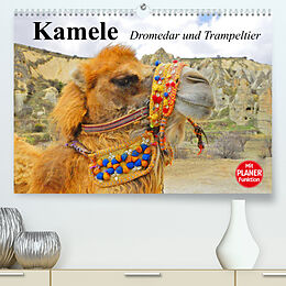 Kalender Kamele. Dromedar und Trampeltier (Premium, hochwertiger DIN A2 Wandkalender 2023, Kunstdruck in Hochglanz) von Elisabeth Stanzer