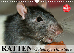 Kalender Ratten. Gelehrige Haustiere (Wandkalender 2023 DIN A4 quer) von Elisabeth Stanzer