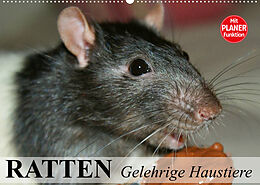 Kalender Ratten. Gelehrige Haustiere (Wandkalender 2023 DIN A2 quer) von Elisabeth Stanzer