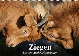 Kalender Ziegen. Lustige Ausbruchskünstler (Wandkalender 2023 DIN A2 quer) von Elisabeth Stanzer
