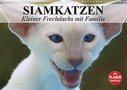 Kalender Siamkatzen - Kleiner Frechdachs mit Familie (Wandkalender 2023 DIN A3 quer) von Elisabeth Stanzer