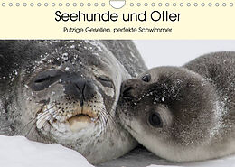 Kalender Seehunde und Otter. Putzige Gesellen, perfekte Schwimmer (Wandkalender 2023 DIN A4 quer) von Elisabeth Stanzer