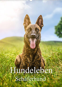 Kalender Hundeleben Schäferhund (Wandkalender 2023 DIN A2 hoch) von Schuberts-Fotografie