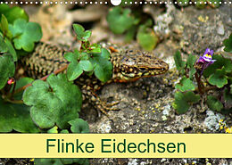 Kalender Flinke Eidechsen (Wandkalender 2023 DIN A3 quer) von Kattobello