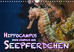 Kalender Hippocampus oder einfach nur Seepferdchen (Wandkalender 2023 DIN A4 quer) von Dieter Gödecke