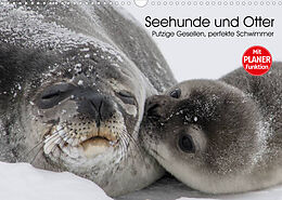 Kalender Seehunde und Otter. Putzige Gesellen, perfekte Schwimmer (Wandkalender 2023 DIN A3 quer) von Elisabeth Stanzer