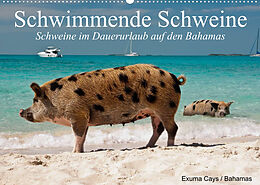 Kalender Schwimmende Schweine (Wandkalender 2023 DIN A2 quer) von Elisabeth Stanzer
