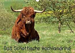 Kalender Das Schottische Hochlandrind (Wandkalender 2023 DIN A3 quer) von Christine Schmutzler-Schaub
