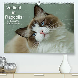Kalender Verliebt in Ragdolls ... die sanfte Katzenrasse (Premium, hochwertiger DIN A2 Wandkalender 2023, Kunstdruck in Hochglanz) von Marion Reiß-Seibert