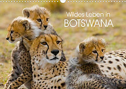 Kalender Wildes Leben in Botswana (Wandkalender 2023 DIN A3 quer) von Elisabeth Stanzer