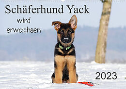 Kalender Schäferhund Yack wird erwachsen (Wandkalender 2023 DIN A2 quer) von Petra Schiller