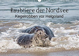 Kalender Raubtier der Nordsee - Kegelrobben vor Helgoland (Wandkalender 2023 DIN A3 quer) von Udo Quentin
