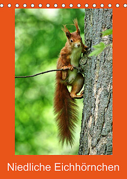 Kalender Niedliche Eichhörnchen (Tischkalender 2023 DIN A5 hoch) von Kattobello