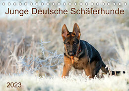Kalender Junge Deutsche Schäferhunde (Tischkalender 2023 DIN A5 quer) von Petra Schiller