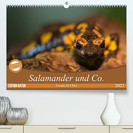 Kalender Salamander und Co. (Premium, hochwertiger DIN A2 Wandkalender 2023, Kunstdruck in Hochglanz) von Ursula Di Chito