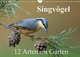 Kalender Singvögel - 12 Arten im Garten (Wandkalender 2023 DIN A4 quer) von BIA birdimagency