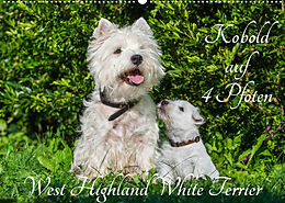 Kalender Kobold auf 4 Pfoten - West Highland White Terrier (Wandkalender 2023 DIN A2 quer) von Sigrid Starick