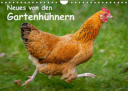 Kalender Neues von den Gartenhühnern (Wandkalender 2023 DIN A4 quer) von Britta Berkenkamp