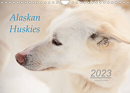 Kalender Alaskan Huskies (Wandkalender 2023 DIN A4 quer) von Urbach &amp; Urbach