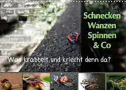 Kalender Schnecken, Wanzen, Spinnen und Co...Was krabbelt und kriecht denn da? (Wandkalender 2023 DIN A3 quer) von Sabine Brinker